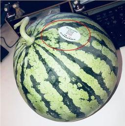 延安网红吃瓜,揭秘网红圈背后的故事