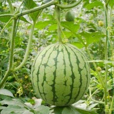 吃瓜姐夫湖州,揭秘网红夫妻的田园生活
