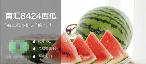 公司吃瓜文章,吃瓜文章背后的真相与启示