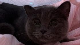 小猫可以吃田瓜吗怎么吃,田瓜的食用指南