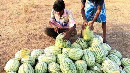 梦见在地边摘瓜吃,地边摘瓜的甜蜜诱惑