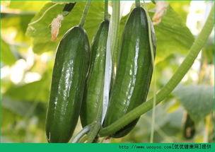 胆结石吃葫芦瓜