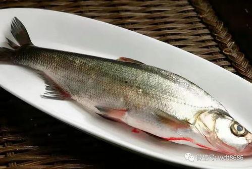 吃八瓜鱼视频,一场味蕾与视觉的盛宴