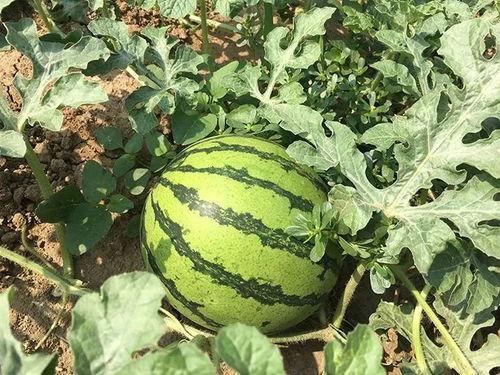 少明吃瓜,揭秘娱乐圈背后的那些事儿