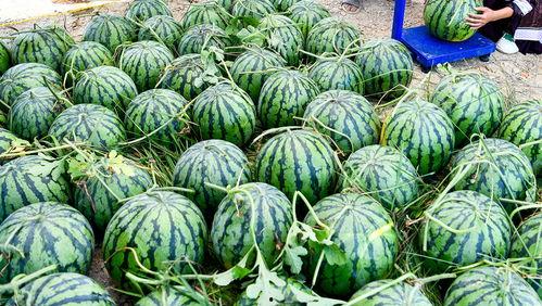 中国轻纺城吃瓜