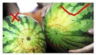 阜阳吃瓜群,揭秘当地特色美食文化