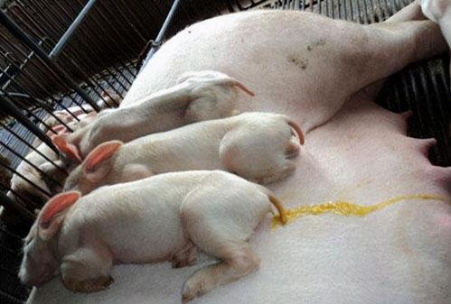 吃猪瓜为啥拉肚子